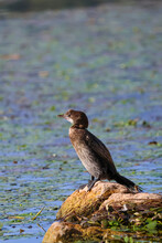 Great Cormorant On The Rock In The Water