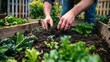 gardener using compost to enrich the soil in a raised bed garden, promoting healthy growth and vibrant foliage.