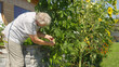 CLOSE UP: Elderly woman carefully picks ripe pods of green beans in the thriving vegetable garden. She is harvesting fresh veggies of seasonal domestic production, grown in a healthy and organic way.