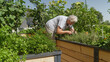 Mature lady pulls weeds from raised beds where she successfully grows vegetables. Lush permaculture garden with vegetables and herbs thriving under watchful eye of a caring and experienced gardener.