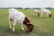 Goats eat grass in a farm. White goats in a meadow of a goat farm.