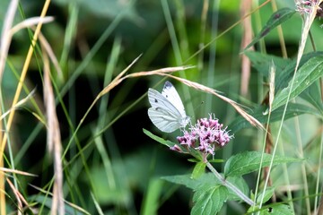 Wall Mural - butterfly on a flower