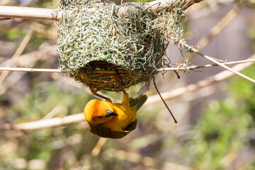 Taveta golden weaver, yellow bird hanging from a nest