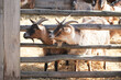 Goats behind wooden barrier fence. Group of animals. Animal farm. Goat closeup head. Sunny day rural wildlife. Face of cute animal. Funny heads reaching for food. Looking in left direction.