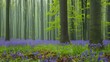 Forest Flowers. Bluebell Field in Hallerbos, Belgium. Colorful Day Image of Flowerbed in Deciduous Forest