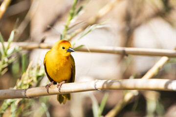 Taveta golden weaver, yellow bird resting on a branch