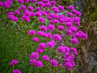 Armeria alpina - Purple Flowers Blooming in Field