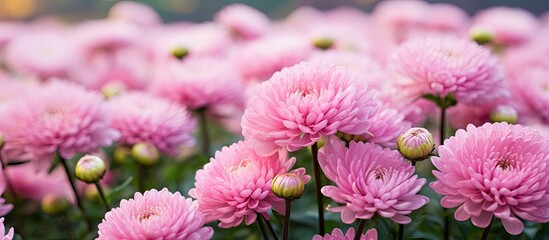 Canvas Print - Pink blooms scatter field