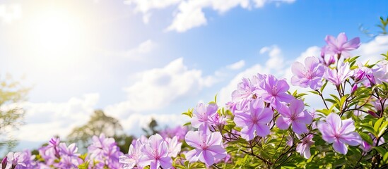 Poster - Purple flowers under blue sky