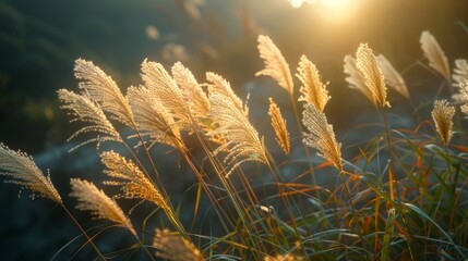 Canvas Print - Sunlight through tall grass