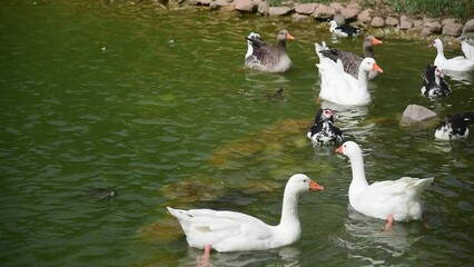 group of duck floating on a pond