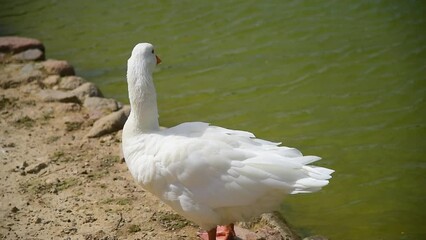 Wall Mural - white duck standing by a pond