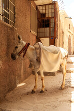 White Donkey, Mule Resting In The Shade Of A Small Alley Way In Mardin, Turkey