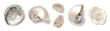 © Anja Kaiser - mother-of-pearl: pearly nautilus pompilius, shiny abalone and oyster shells isolated over a transparent background, cut-out ocean, summer, beach, vacation, scuba diving, or lifestyle design elements