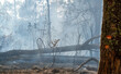 After Bushfires burning in tropical forest, wildlife can perish as a result of habitat loss with food sources.