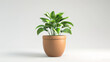 houseplant in a handmade clay pot, celebrating craftsmanship and sustainable growth, isolated