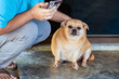Fat brown old dog sit in front of the door with female owner using smart phone. Cute dog sit on cement floor with woman using mobile phone. Lazy dog relaxing. Lifestyle of elderly pet at home concept.