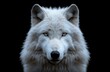 A wolf with a white face and fur. The wolf has a very intense look on its face
