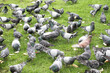 Feeding birds with bread. Group of pigeons background. Green grass lawn full of birds. Flock of pigeons birds.