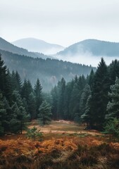 Canvas Print - b'Foggy Mountains and a Clearing in the Forest'