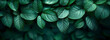 Abstract nature background from tropical plants.