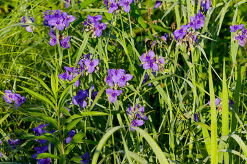 Poster - Wild native irises flowers in a wetland. Iris is depicted in mythology by a rainbow. 