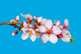 Fototapeta Na sufit - Single Pink Almond Blossom Branch with Pink Flowers on a Blue Background. Macro Shot of Almond Blossom Branch with Flowers