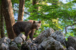 Young bear on the rocks against the background of trees