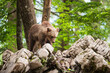 A young bear on a pile of white boulders in the forest