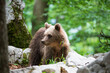 A bear against the background of a green forest looks to the side