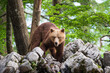 A bear on a pile of boulders against the background of the forest