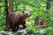 A bear looking at something in a mountain forest