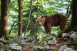 A bear walks onto a mountain path on a sunny summer day