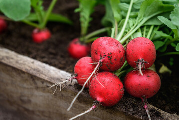 Wall Mural - Harvesting red radishes in the garden.