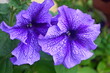 Violet big petunia close-up is genus of 35 species of flowering plants of South American origin in family Solanaceae. Colourful purple petunia flower in garden pot, soft focus for background or card.
