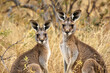 Two kangaroos graze peacefully on the sparse vegetation.