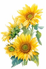 Wall Mural - Vibrant watercolor sunflowers, a lush bundle of spring flowers, isolated on white background, vivid colors, high detail