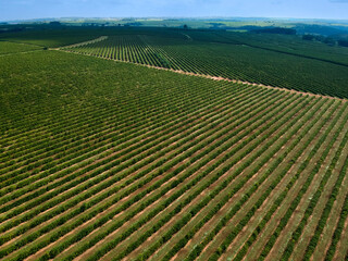 Wall Mural - Aerial drone view of a green coffee field in Brazil