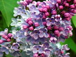Lilac blooms close-up. Spring branches of blossoming purple flowers. Beautiful flowering lilac bunch macro. Shrub in garden as background texture card. Fresh violet syringa bud bouquet natural pattern