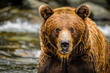 © Hunman - A grizzly bear fishes for salmon in a rushing river.