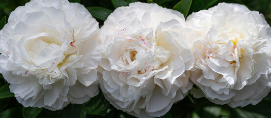 Wall Mural - three gorgeous white peonies in the garden closeup, floral banner