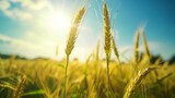Fototapeta Kwiaty - Field of golden wheat in sunlight