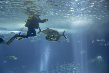 Wall Mural - Aquarium diver during maintenance