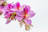 Fototapeta  - Orchid Tree (Bauhinia variegata) with its beautiful colors in Izmir bostanlı