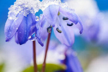 Poster - Scilla Siberica  in the snow