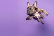 Joyful French Bulldog in mid-air against purple background, embodying exuberance and the concept of freedom and playfulness