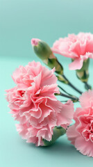 Wall Mural -  pink carnations on blue background