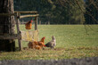 Vier freilaufende Hennen auf einem Bio Bauernhof