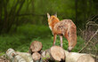 Red fox standing on tree logs in a forest