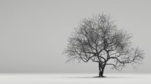 Bare Winter Tree With Intricate Branches, Isolated On A Grey Background